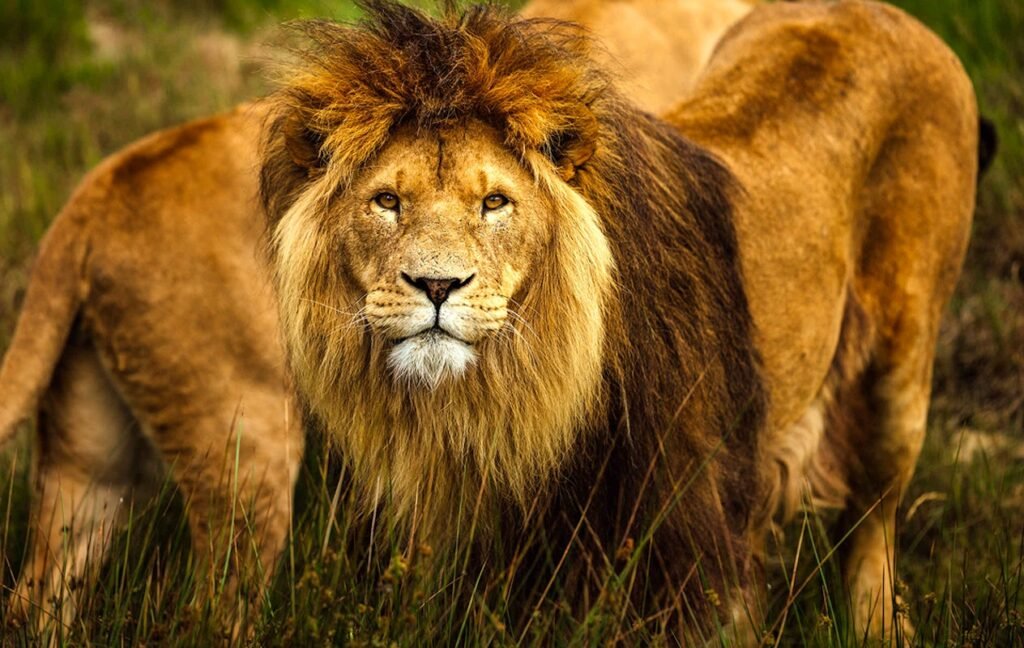 Afbeelding bij Entreeticket Safaripark Beekse Bergen: een dagje uit in de dierentuin Afbeelding bij Entreeticket Safaripark Beekse Bergen: een dagje uit in de dierentuin