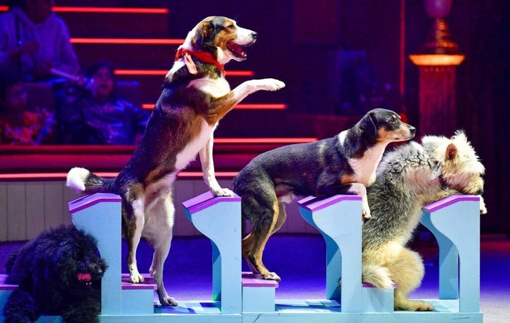Afbeelding bij Entreeticket + toegang kidszone bij Circus UP!